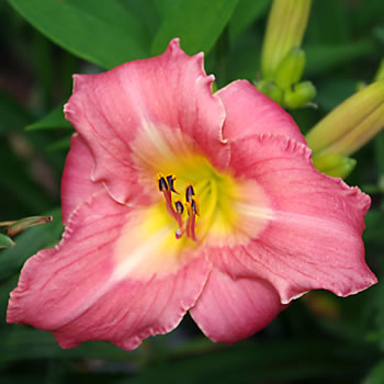 Hemerocallis Painted Pink